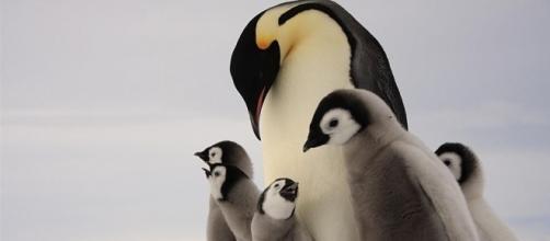 Emperor Penguins, Emperor Penguin Pictures, Emperor Penguin Facts ... - nationalgeographic.com