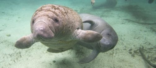 Manatee population rebounds: time to take it off the endangered ... - csmonitor.com
