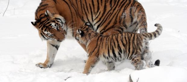 An ecological disaster is on the cards / Photo via https://upload.wikimedia.org/wikipedia/commons/9/9e/Panthera_tigris_altaica_13_-_Buffalo_Zoo.jpg An ecological disaster is on the cards / Photo via https://upload.wikimedia.org/wikipedia/commons/9/9e/Panthera_tigris_altaica_13_-_Buffalo_Zoo.jpg