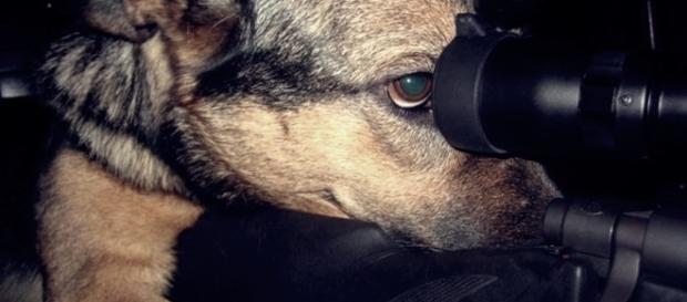 Cachorro é acusado de atirar na namorada do seu dono com uma arma Cachorro é acusado de atirar na namorada do seu dono com uma arma
