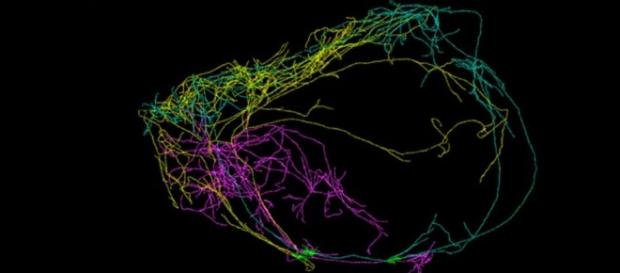 Il claustro, la sede della coscienza, 3 neuroni di cui uno gigante che avvolge l'intero cervello Il claustro, la sede della coscienza, 3 neuroni di cui uno gigante che avvolge l'intero cervello