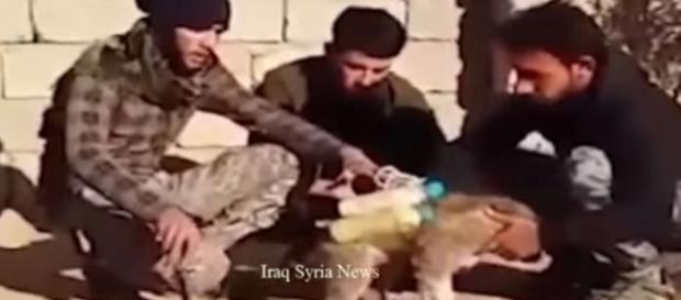Ultima invenție diabolică a jihadiștilor Statului Islamic: ”cățelul sinucigaș” - Foto: captură YouTube Ultima invenție diabolică a jihadiștilor Statului Islamic: ”cățelul sinucigaș” - Foto: captură YouTube