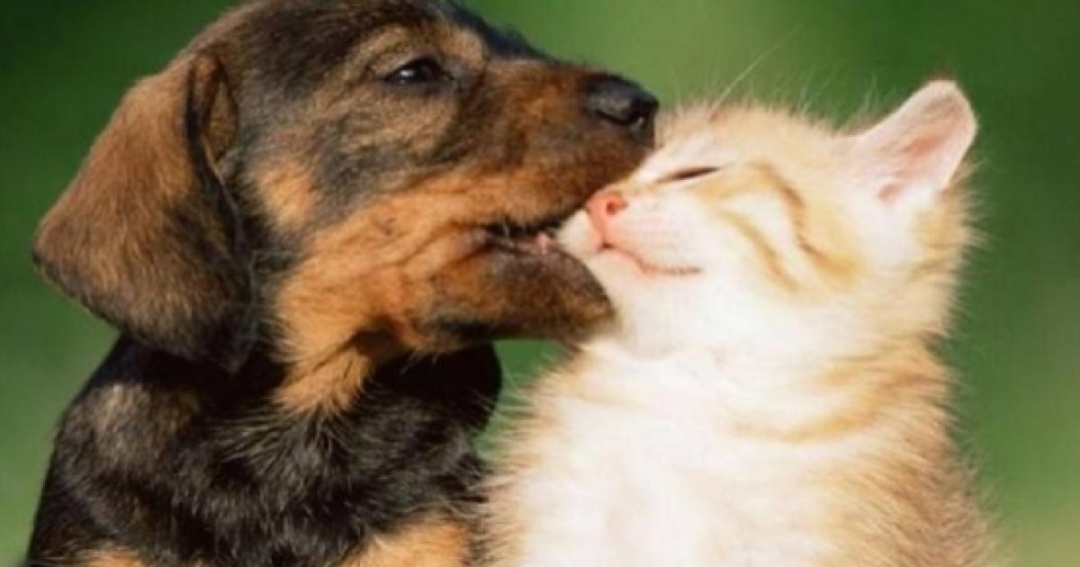 Chi è Più Intelligente Tra Cane E Gatto Ecco La Risposta Della Scienza