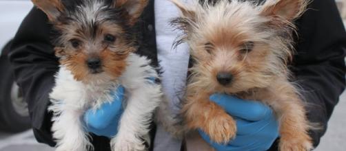 Two of the 46 Yorkies rescued after being found crowded into a motorhome. -- Photo from, used with permission of San Diego Humane Society