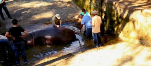 Il caso di Gustavito, ippopotamo ucciso a colpi di spranga, è diventato un affare di Stato a El Salvador. Foto: Facebook