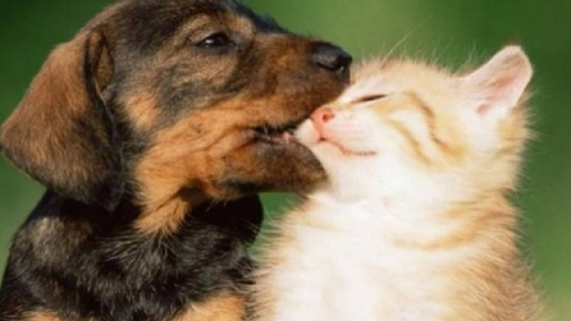 Chi &egrave; pi&ugrave; intelligente tra cane e gatto?