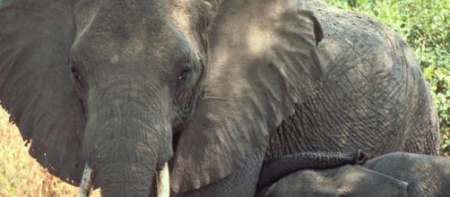 Elefanti africani a rischio di estinzione