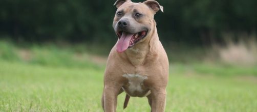 Scozia, bimba attaccata da uno Staffordshire Bull Terrier