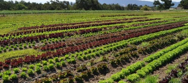 Green Savers – Agricultura biológica beneficia a biodiversidade - sapo.pt Green Savers – Agricultura biológica beneficia a biodiversidade - sapo.pt