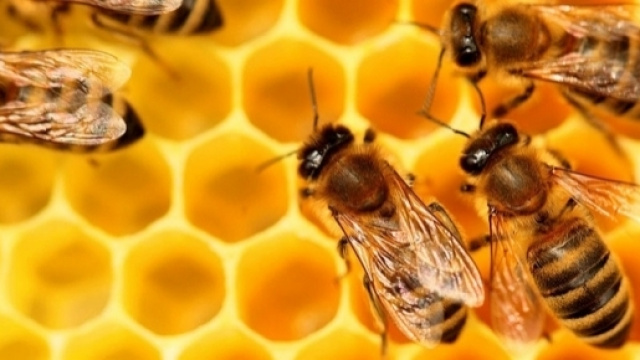 Miel - proconso.ca, abeille sur cadre