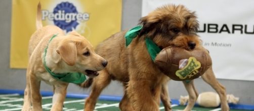 2017 Puppy Bowl kickoff time - sportsinteraction.com