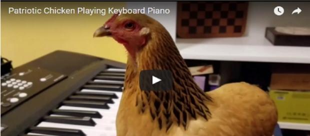 A galinha que toca teclado(Fonte: http://www.huffpostbrasil.com/entry/chicken-america-the-beautiful_us_58935dd8e4b0af07cb6be863) A galinha que toca teclado(Fonte: http://www.huffpostbrasil.com/entry/chicken-america-the-beautiful_us_58935dd8e4b0af07cb6be863)