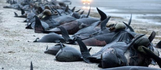 New Zealand beachgoers warned of EXPLODING whales after mass ... - thesun.co.uk New Zealand beachgoers warned of EXPLODING whales after mass ... - thesun.co.uk