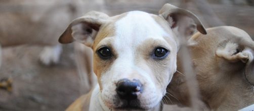 ASPCA Blog Feed - UDA wants to remove animal database - rssing.com