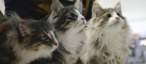 Expo felina 2017: Grande evento internazionale in arrivo a Venezia