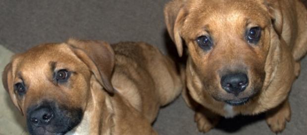 Reporet's own St. Weiler puppies, photo by John McCormick Reporet's own St. Weiler puppies, photo by John McCormick