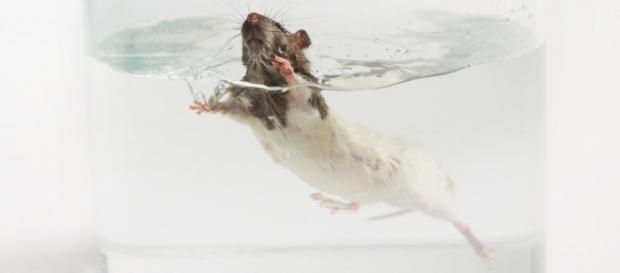 Tierversuche sind ein Irrweg der Wissenschaft“ - Schwerin-NEWS.de ... - schwerin-news.de Tierversuche sind ein Irrweg der Wissenschaft“ - Schwerin-NEWS.de ... - schwerin-news.de