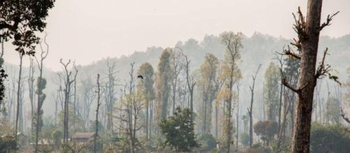 Deforestazione e degradazione ambientale a Bandarjhula (foto IUCN)