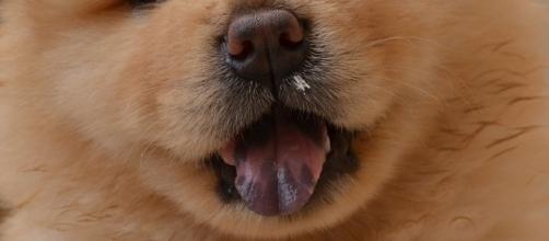 Dogs have become sick and died from eating this food Photo:https://pixabay.com/en/chowchow-puppy-sleeping-dogs-pet-448305/