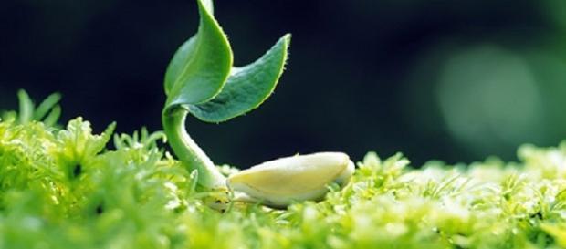 Estudios afirman que las plantas tienen comportamientos similares al hombre. Estudios afirman que las plantas tienen comportamientos similares al hombre.