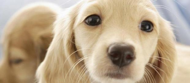 Os animais merecem que os tratemos bem Os animais merecem que os tratemos bem