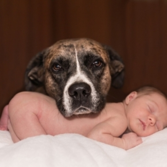 baby and dog, Karenwarfel, pixabay.com cc0