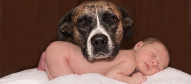 baby and dog, Karenwarfel, pixabay.com cc0 baby and dog, Karenwarfel, pixabay.com cc0