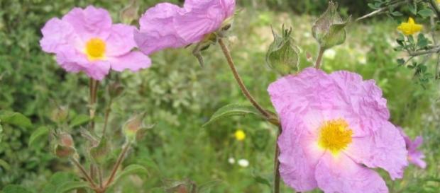 Cistus incanus homöopatisches Hilfsmittel Cistus incanus homöopatisches Hilfsmittel