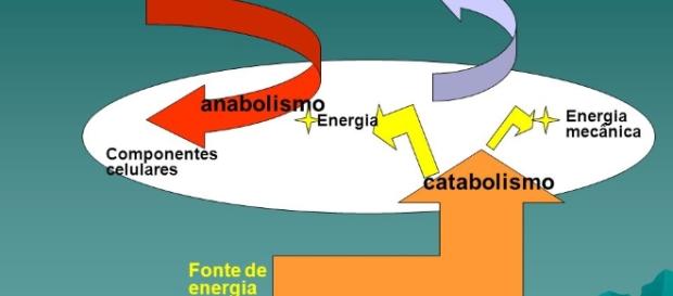 Metabolismo: conjunto de reações químicas no corpo humano Metabolismo: conjunto de reações químicas no corpo humano