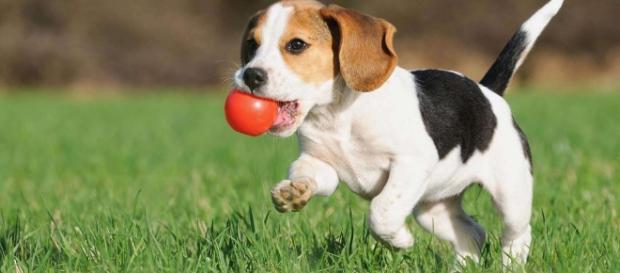 Quer saber o melhor animal de estimação para seu signo? Confira aqui! Quer saber o melhor animal de estimação para seu signo? Confira aqui!