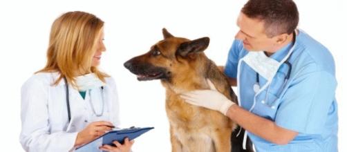 Assistenza medica per cani e gatti con la mutua