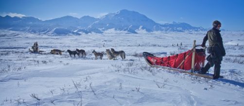 American Dog Derby needs snow and cold Photo: https://pixabay.com/en/dog-sled-snow-wilderness-mountains-1758486/