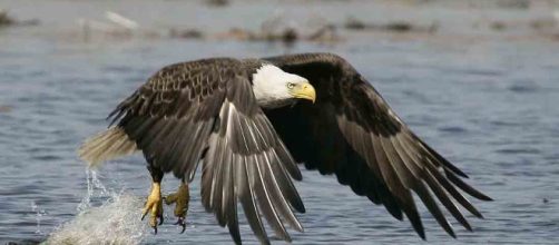 Eagles Across America | National Wildlife Refuge System - fws.gov