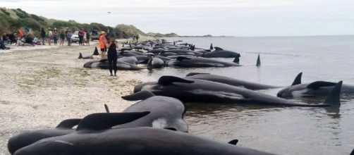 New Zealanders race to save whales after 400 stranded | timesfreepress.com