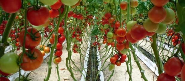 Empresas aseguran su éxito importando insumos agrícolas. Empresas aseguran su éxito importando insumos agrícolas.