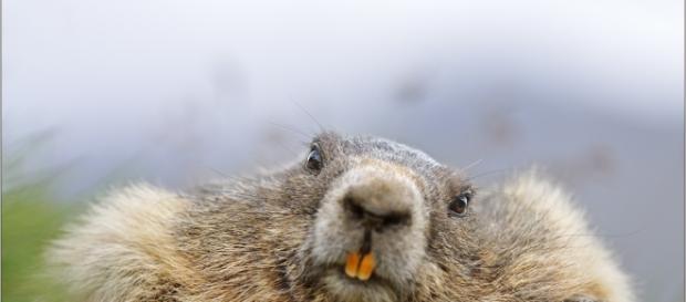 täglich grüßt das Murmeltier Foto & Bild | Natur, Säugetiere ... - fotocommunity.de täglich grüßt das Murmeltier Foto & Bild | Natur, Säugetiere ... - fotocommunity.de