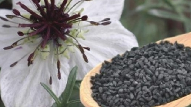 L'assunzione giornaliera di cumino nero riduce il colesterolo LDL e la pressione arteriosa.