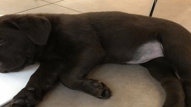 Questa &egrave; Ilda, la cagnolina di Linus