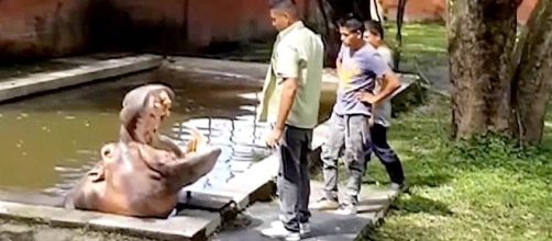 El Salvador Violence: Beloved Hippo 'Gustavito' Killed at Zoo ... - nbcnews.com
