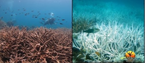 What is Coral Bleaching and will it happen again? | New ... - newheavendiveschool.com