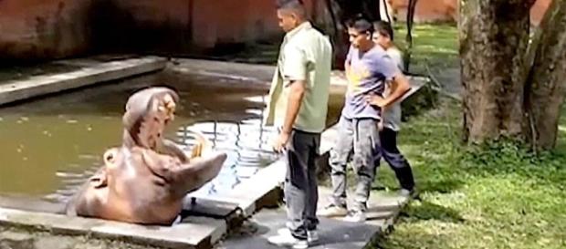 El Salvador Violence: Beloved Hippo 'Gustavito' Killed at Zoo ... - nbcnews.com El Salvador Violence: Beloved Hippo 'Gustavito' Killed at Zoo ... - nbcnews.com