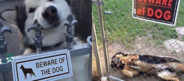 Esses cachorrinhos não sabem o que significa a placa ''Cuidado com o Cão''. Reprodução: Twitter. Esses cachorrinhos não sabem o que significa a placa ''Cuidado com o Cão''. Reprodução: Twitter.