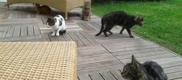 La grande famille des Kattarshians La grande famille des Kattarshians