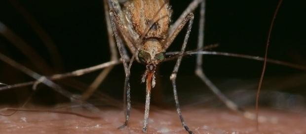 Mosquito in action via Pixabay, francok35 https://pixabay.com/en/insects-mosquito-culex-pipiens-820484/ Mosquito in action via Pixabay, francok35 https://pixabay.com/en/insects-mosquito-culex-pipiens-820484/