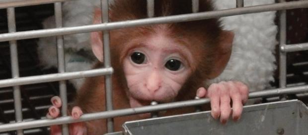 Nach PETA-Kampagne: 'National Institutes of Health' beenden ... - rtl.de Nach PETA-Kampagne: 'National Institutes of Health' beenden ... - rtl.de