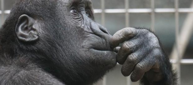 Primate - Free images on Pixabay - pixabay.com Primate - Free images on Pixabay - pixabay.com