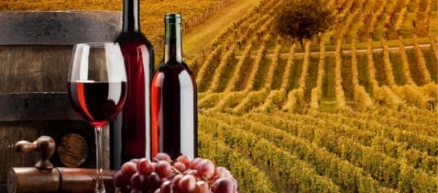 Vino piemonte slow food- massuccowine.com Vino piemonte slow food- massuccowine.com