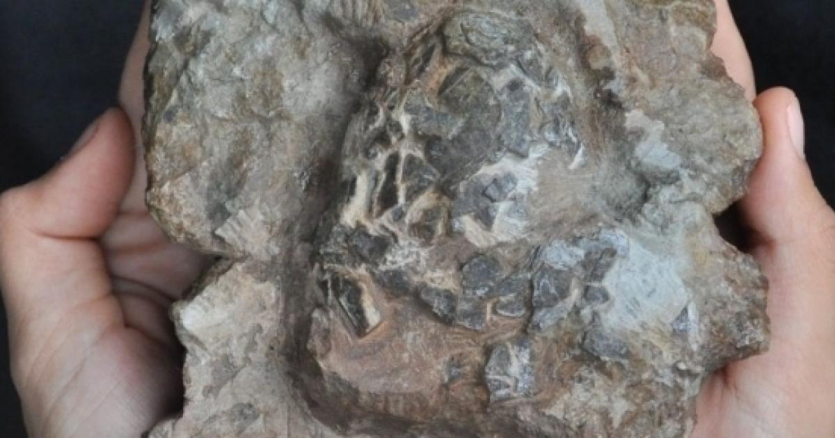 fossilized dinosaur nest