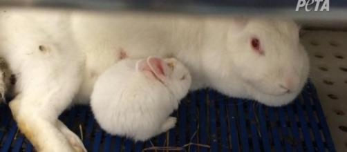 PETA files complaint against Pitt research lab, releases ... - cbsnews.com