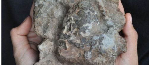 Oldest croc eggs discovered in dinosaur nest - BBC News - bbc.com
